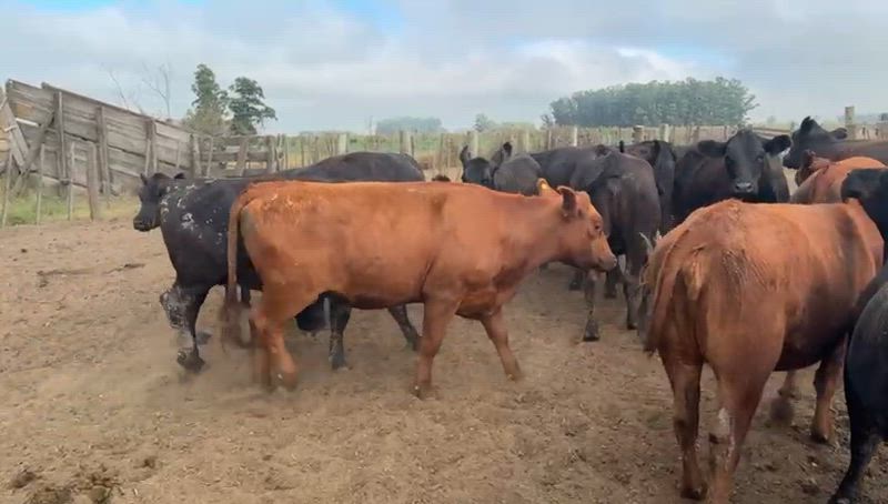 30 Vaquillonas Preñadas