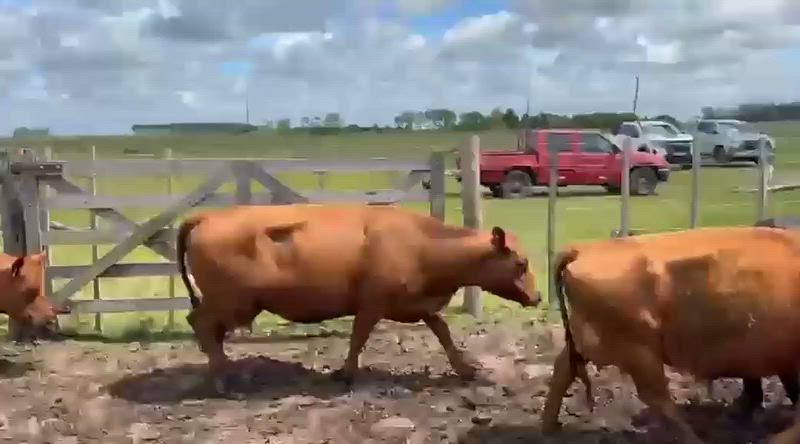 40 Vacas con cría