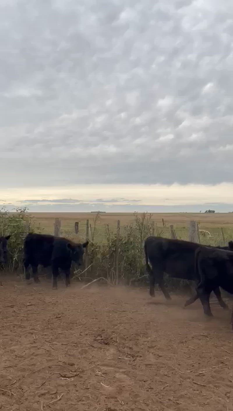 40 Terneros y Terneras