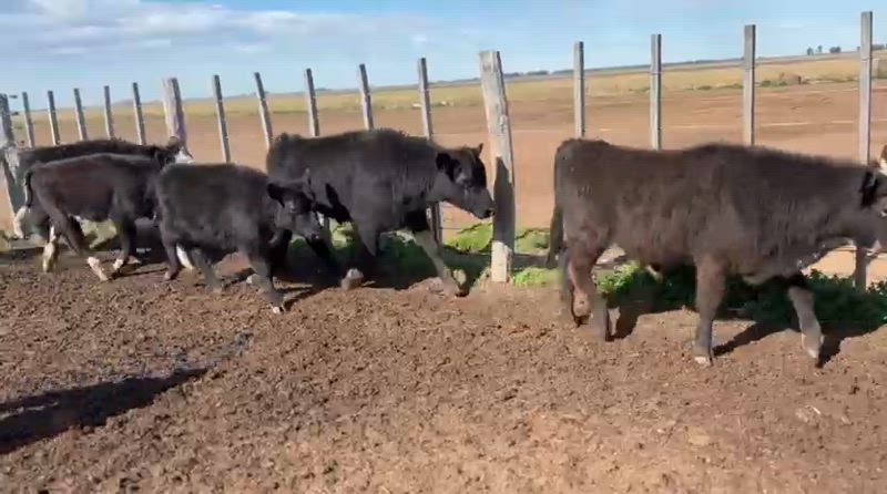 70 Terneros y Terneras