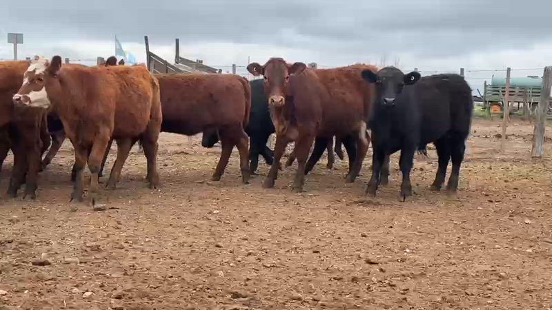 50 Terneros y Terneras
