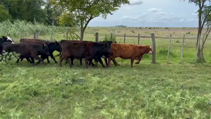 45 Novillitos y Vaquillonas