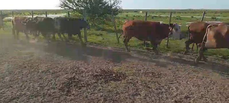 100 Vacas CUT Preñadas