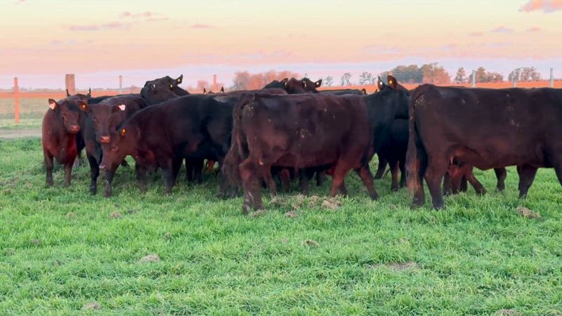 25 Vacas preñadas