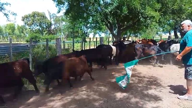 65 Terneros y Terneras