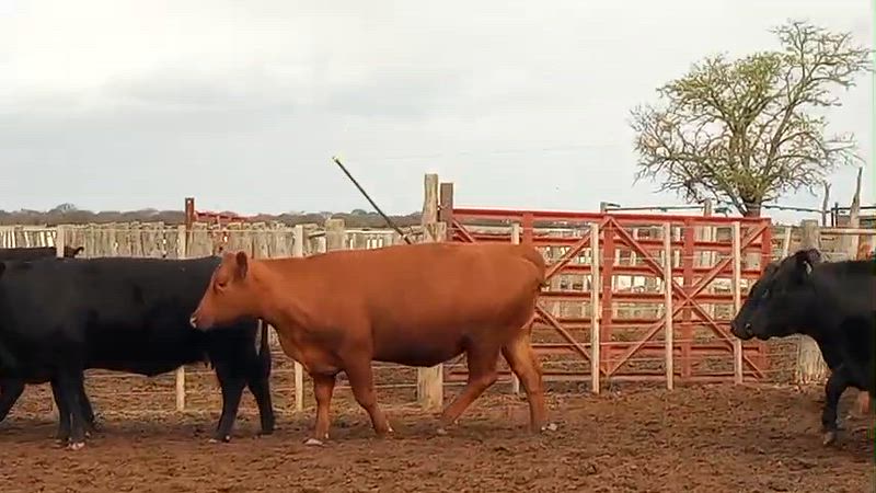 70 Vacas preñadas