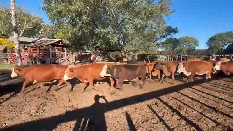 50 Vacas CUT Preñadas