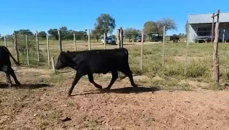 100 Terneros y Terneras