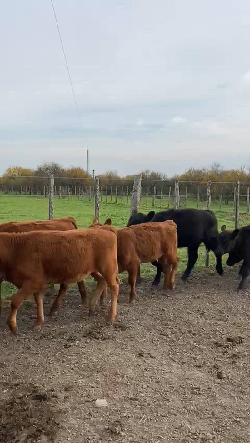 60 Terneras