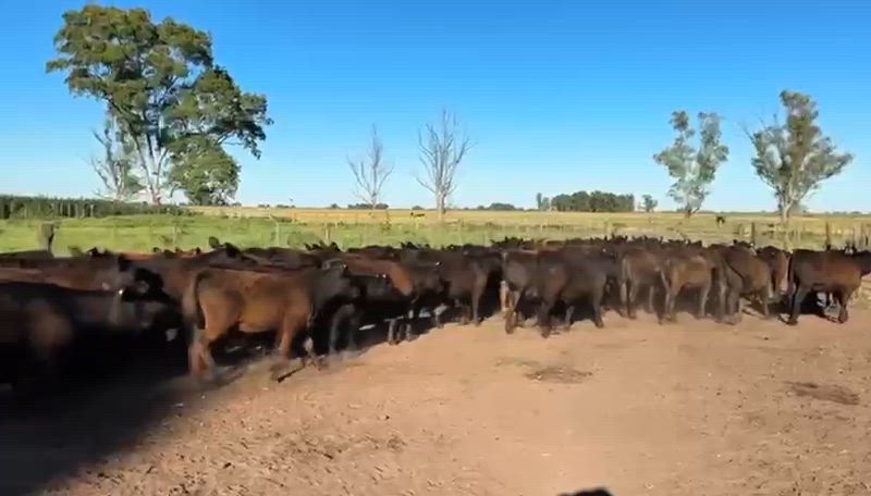 150 Terneros y Terneras