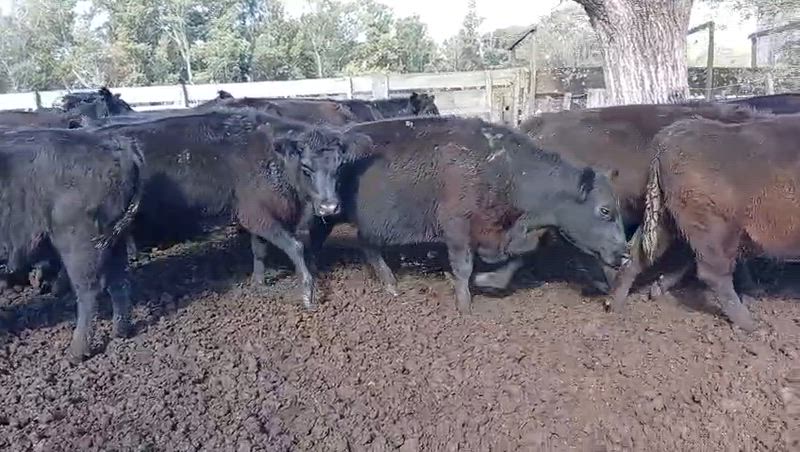 80 Vacas de invernada