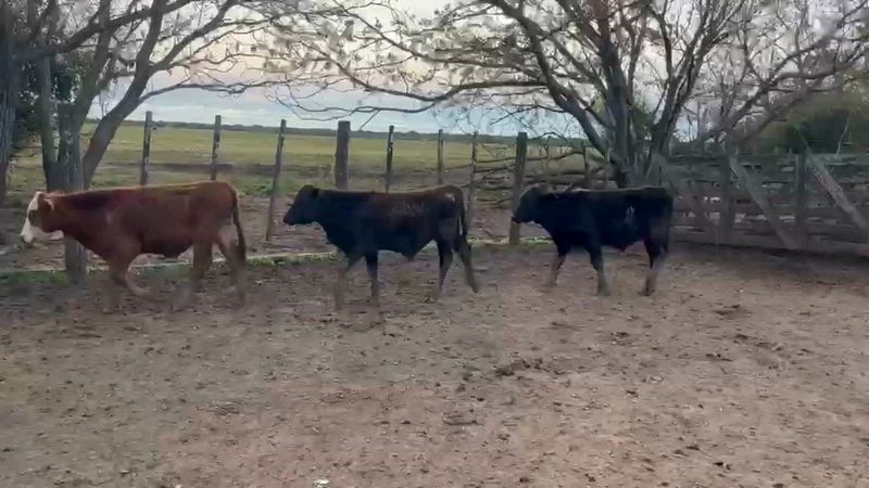 100 Terneros y Terneras
