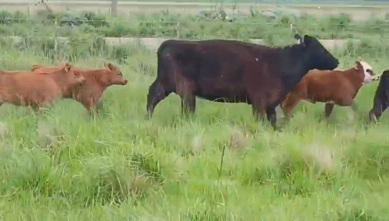80 Vacas CUT con cría