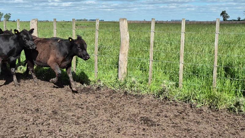 60 Novillitos y Vaquillonas