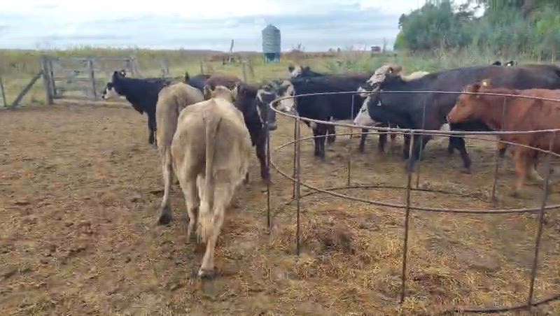 65 Terneros y Terneras