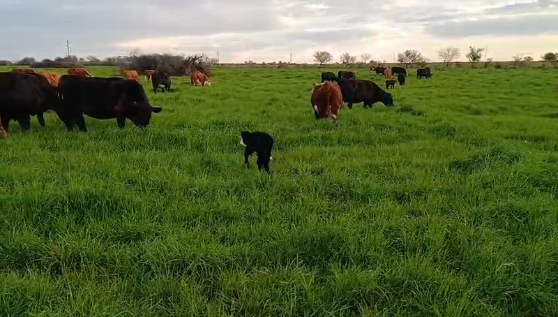 25 Vacas CUT Preñadas