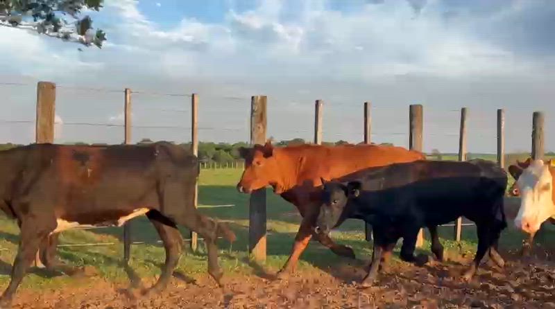 55 Vacas de invernada