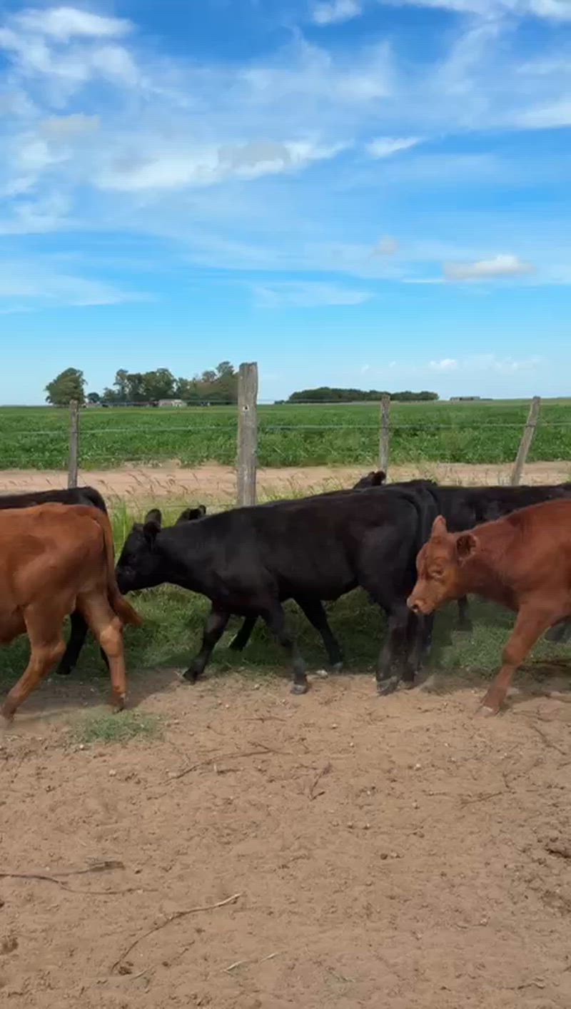 70 Terneros y Terneras