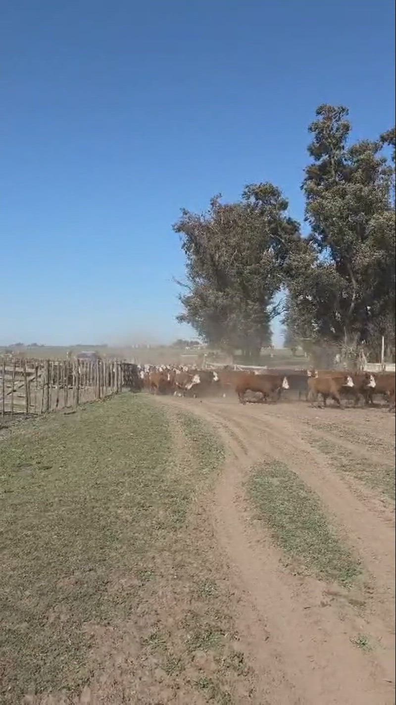 65 Terneros y Terneras