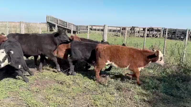 70 Terneros y Terneras