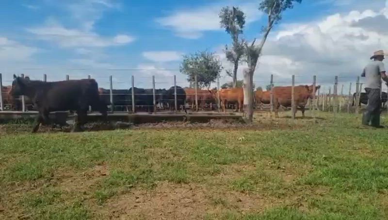 55 Terneros y Terneras