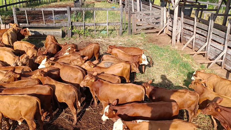 80 Terneros y Terneras