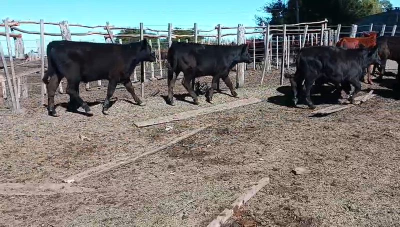 65 Terneros y Terneras