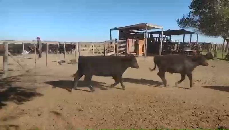 70 Terneros