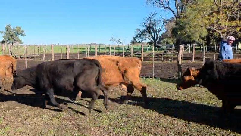 45 Vacas de invernada