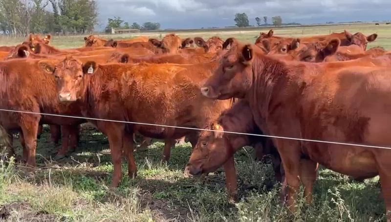65 Vaquillonas Preñadas