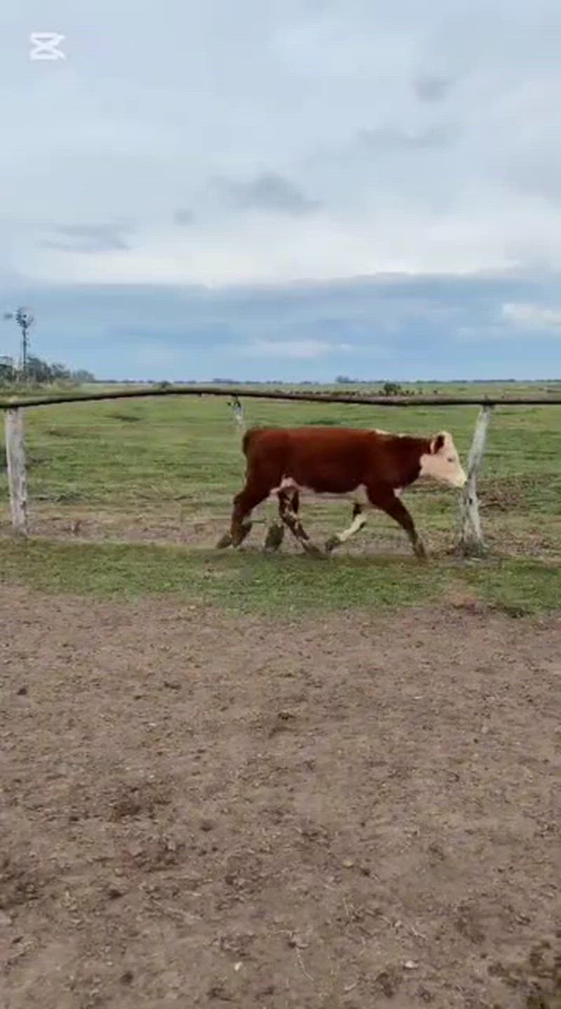 55 Novillitos y Vaquillonas