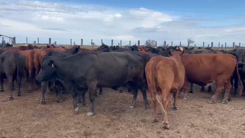 120 Vacas preñadas