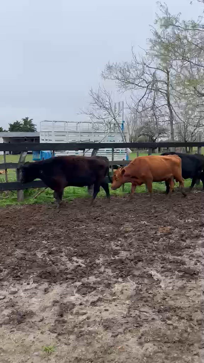 60 Vacas preñadas