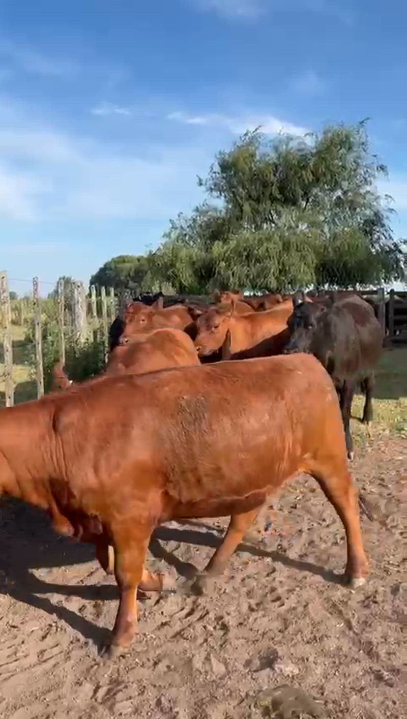 50 Novillitos y Vaquillonas