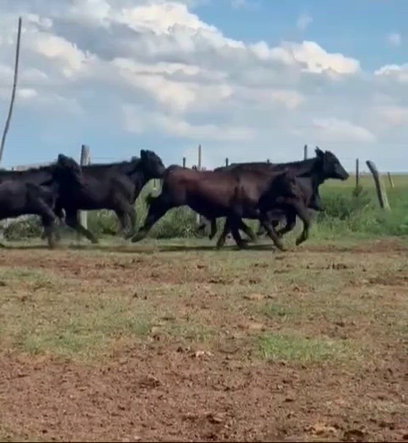 70 Terneros y Terneras