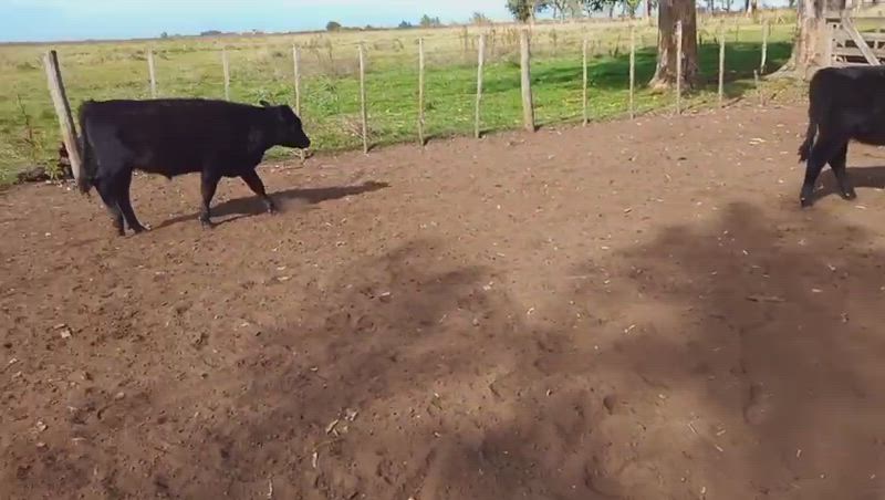 60 Terneros y Terneras