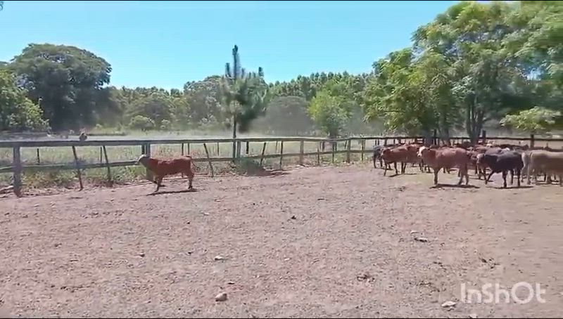 120 Terneros y Terneras