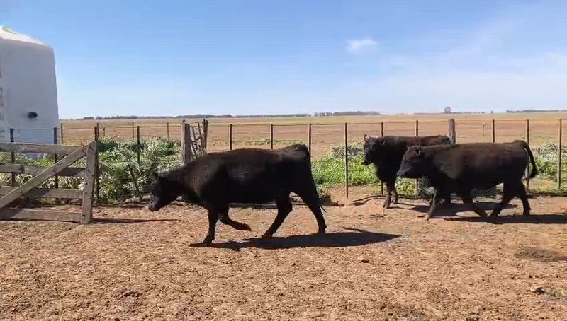 150 Vaquillonas Preñadas