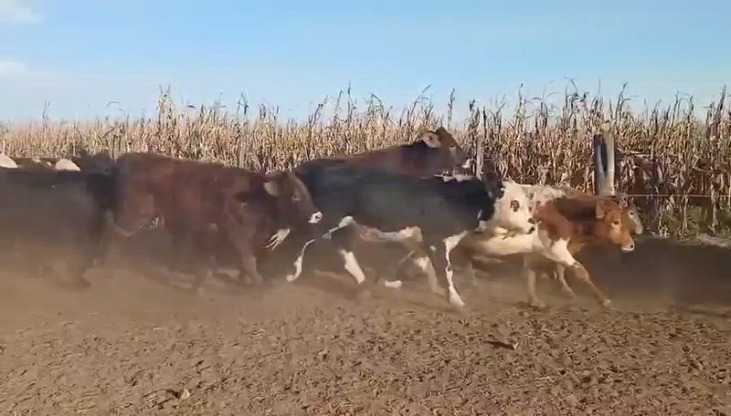 80 Terneros y Terneras