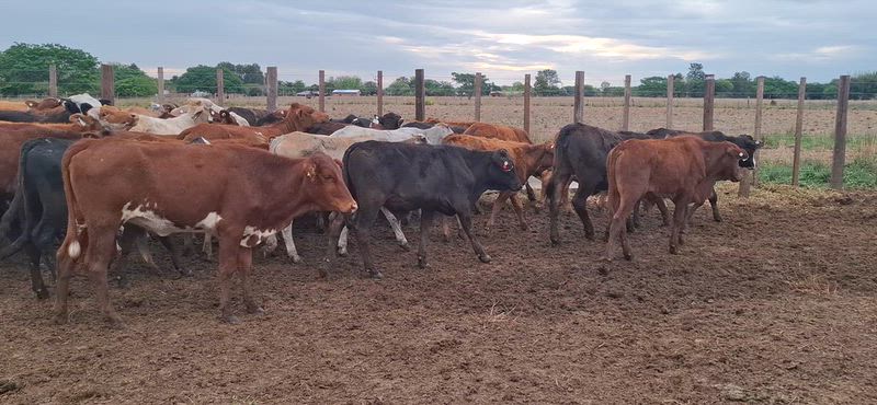 120 Terneros y Terneras