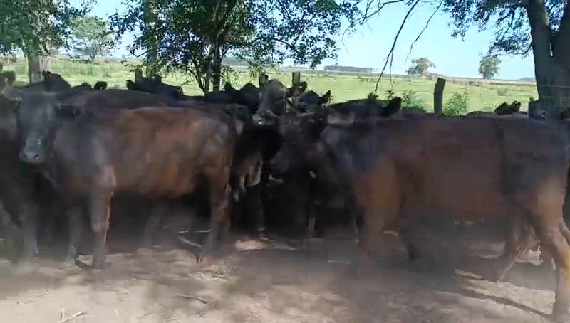 110 Vaquillonas Preñadas