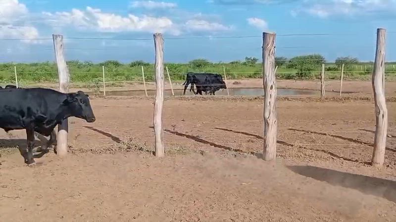 150 Novillitos y Vaquillonas