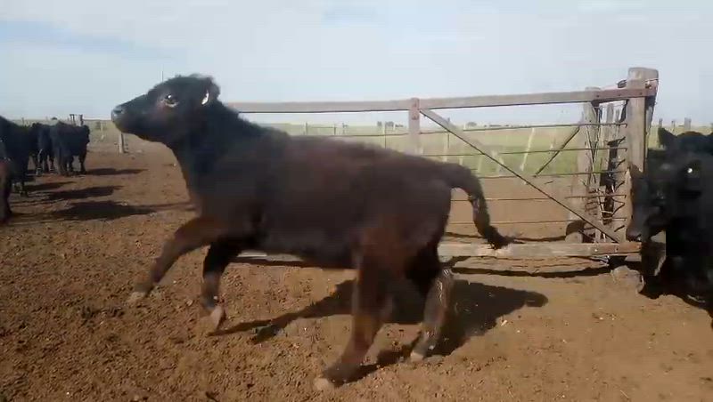 75 Terneros