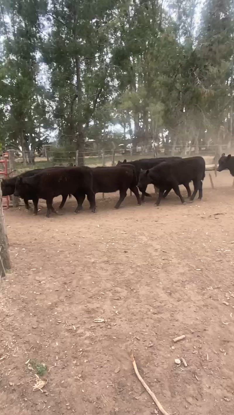 70 Terneras