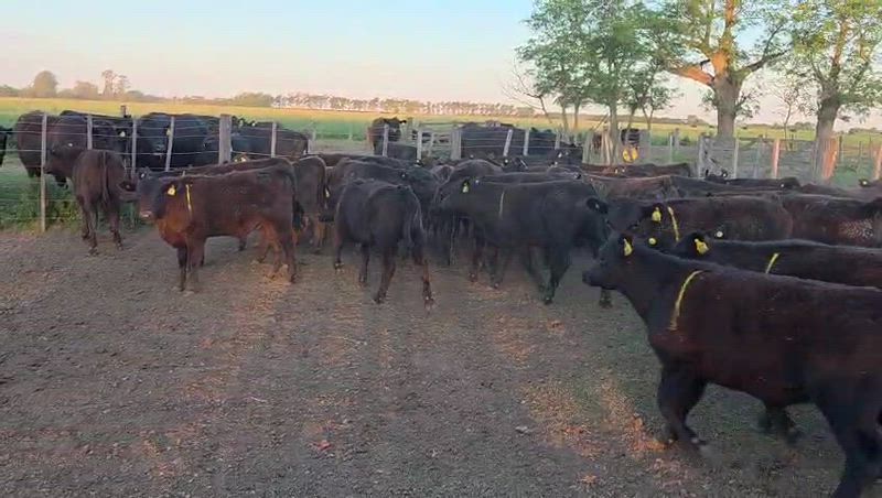 70 Terneros y Terneras