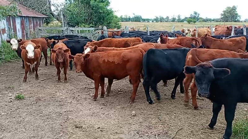 40 Terneros y Terneras