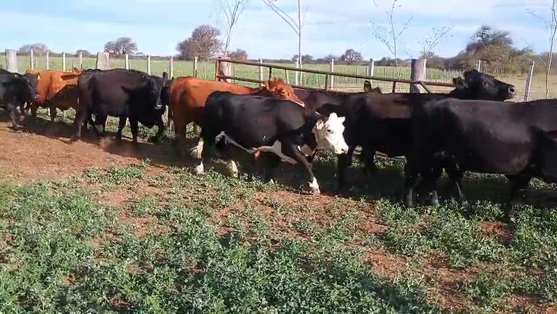 30 Vacas preñadas
