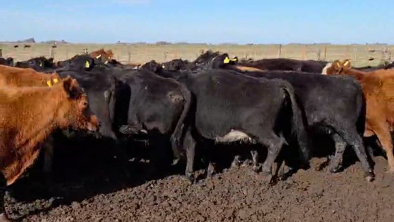 35 Vacas preñadas