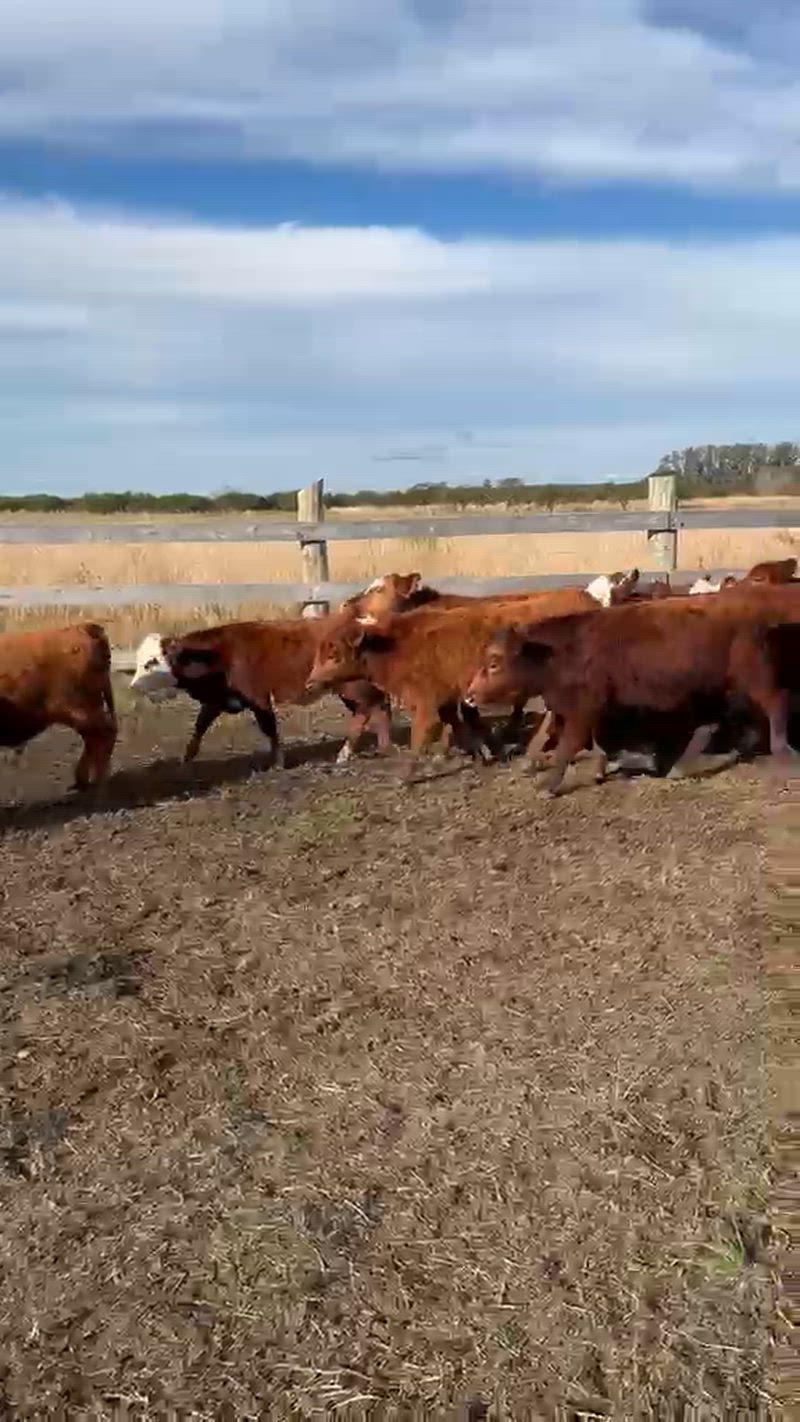 70 Terneros y Terneras