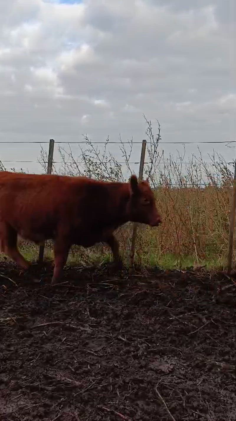 60 Terneros y Terneras